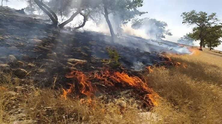 ۶۰ دوربین جدید به شبکه پایش منابع طبیعی افزوده شد ۶۰ دوربین جدید به شبکه پایش منابع طبیعی افزوده شد
