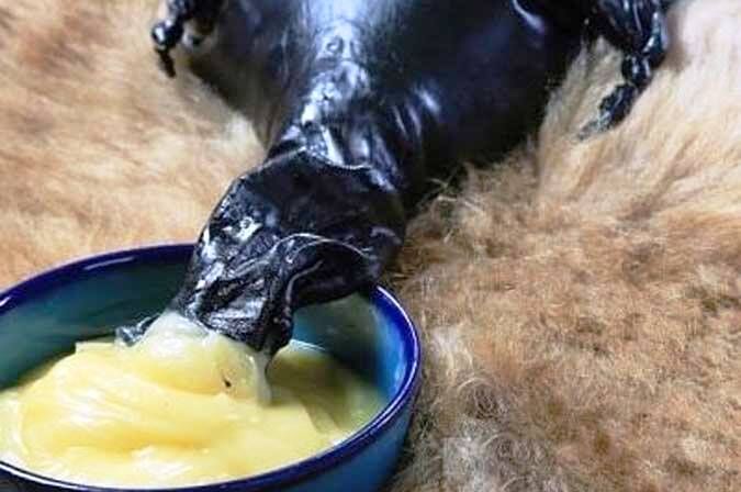 استاندار کرمانشاه: روغن کرمانشاهی ظرفیت تبدیل به برند ملی و جهانی را دارد