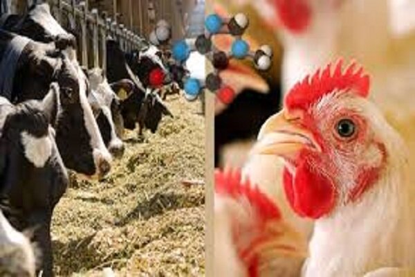 اصفهان مازاد تولید گوشت و لبنیات دارد؛ تامین نهاده‌ها مدیریت شد