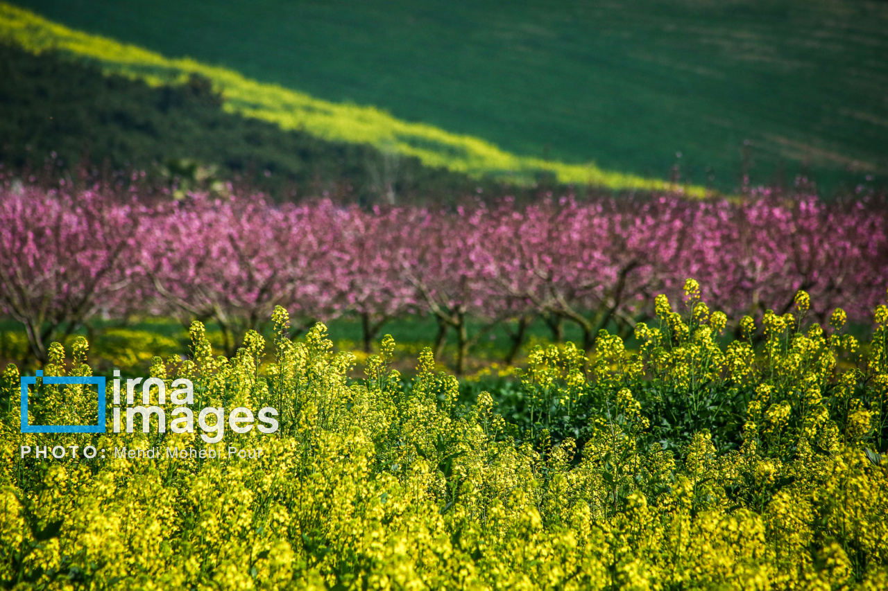 خرید۸۰ هزار تن دانه‌ روغنی/گام بلند تعاون روستایی برای خودکفایی در تولید روغن
