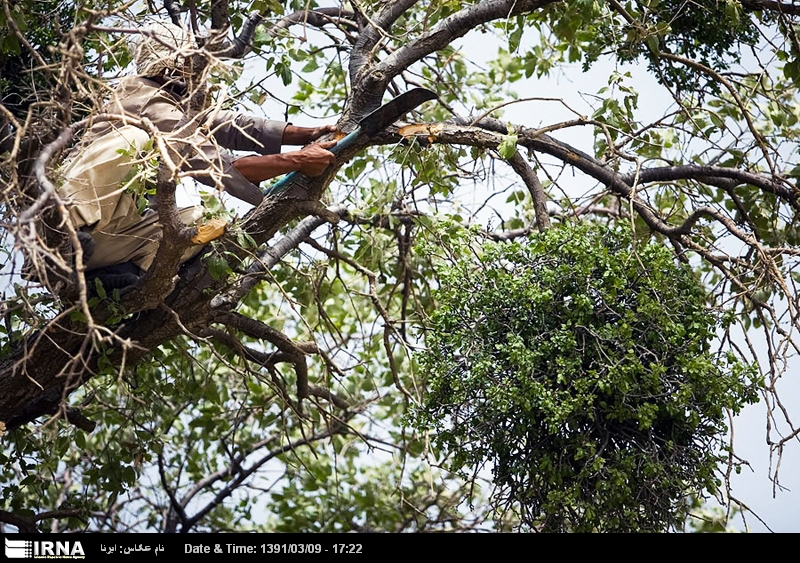 دارواش نفس بلوط‌های ایلام را گرفته است