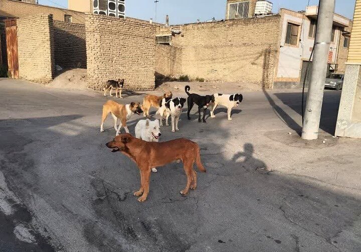 مرگ دلخراش کودک سه‌ساله بر اثر حمله سگ‌