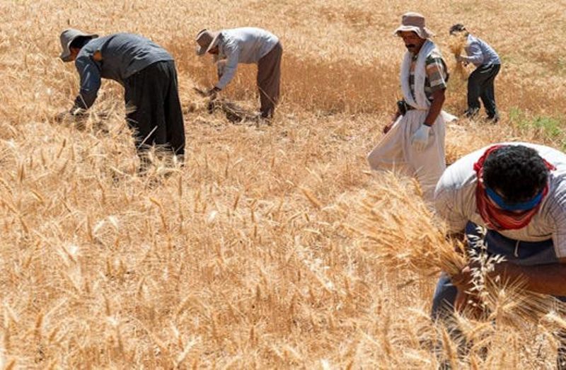 پرداخت ۳۰.۸ همت دیگر به گندم‌کاران/ مجموع مطالبات پرداخت‌شده به ۹۳.۱ همت رسید